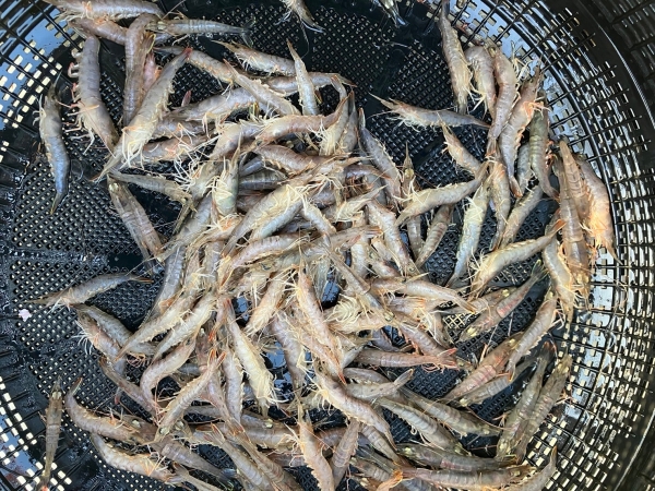 ガラエビは５月～８月獲れる