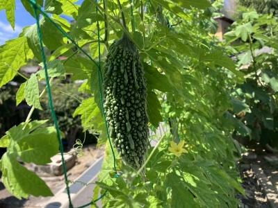 ゴーヤはそろそろ食べ頃