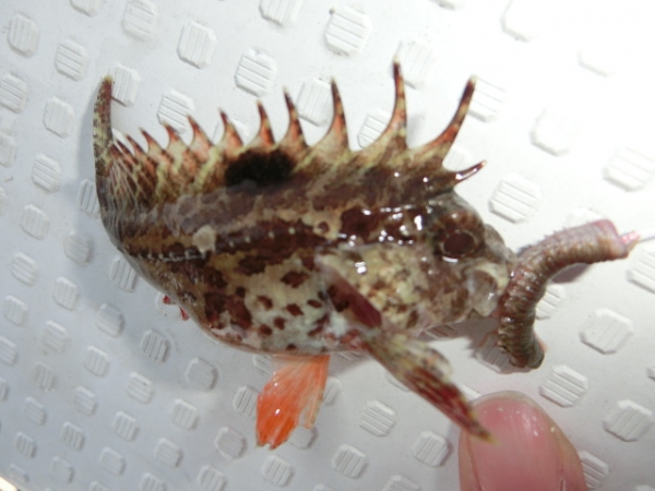 キス釣りの邪魔するハオコゼ君