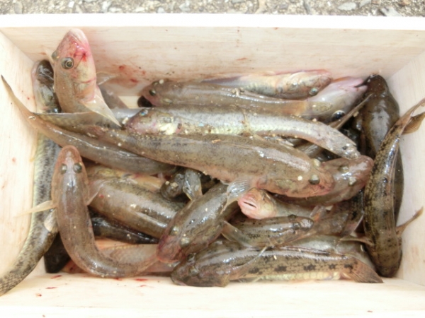 同所で釣れたマハゼ