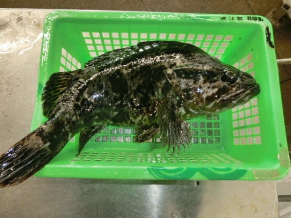 珍しいタケノコメバルが泳いでいたので購入　650ｇ1800円