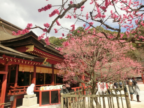 紅梅が見頃の大宰府天満宮、絵馬の数は牛窓神社の１００倍？