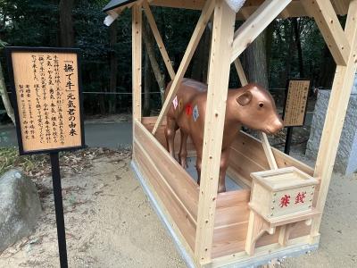 台風翌日黄島に漂着した奇跡の子牛　　　第一発見者は私です